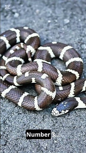 Top 3 Pet Snakes You Won’t Believe!