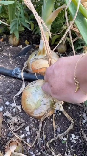 Quanto tempo leva para colher cebola de cabeça #planta #plantio #cebola #percyjackson | Horta Da Jú
