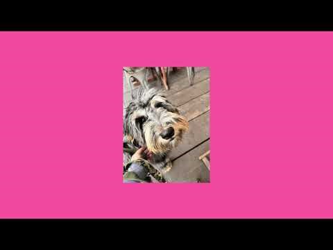 Ready to play this beautiful Blue Merle Bernedoodle