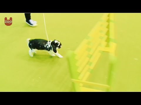 Rabbit Showjumping!