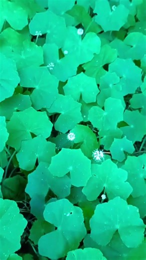 "Flor-da-Paixão: Um Toque de Serenidade Noturna! 🌙,💐, 💮,