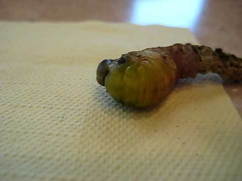 Luna Moth Caterpillar Forms a Chrysalis