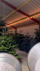 🎄 We’re ready for you! 🎄 The trees are looking amazing, the farm is feeling extra festive, and we’re all set for another magical Christmas season here at The Hollies Christmas Tree Farm! ✨ From the fresh pine smell to the cosy, Christmassy atmosphere… everything is in place — all that’s missing is you! ❤️ 📅 Opening Saturday 22nd November 📍 Roos, HU12 0HB We can’t wait to welcome you back! 🎅🏼🌲✨ | The Hollies Christmas Tree Farm