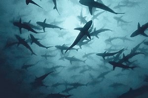 The sharks are circling again! Join Foundation for Anesthesia...