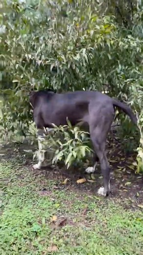 GRAN DANÉS #uruguay #mascotas