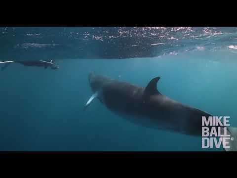 4 Night Fly Dive Minke Whale Expedition | 19-23 June 2025 | Mike Ball Dive Expeditions