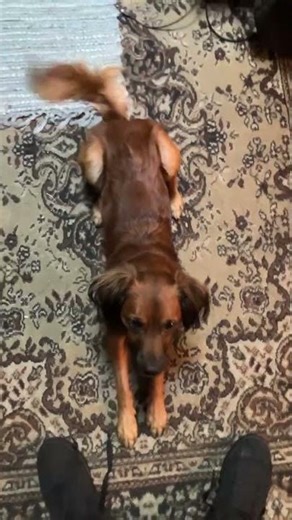 You Won't Believe How Excited This Dog Gets for Treats!