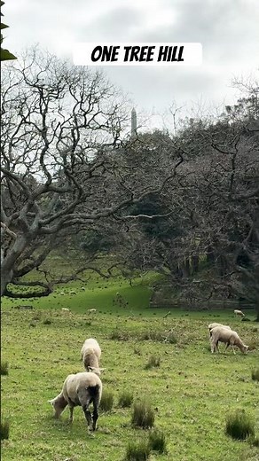 One Tree Hill ⛰️ One hill. Endless views. Unforgettable moments. ❤️#nz #auckland