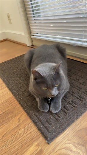 Best mode position for a cat