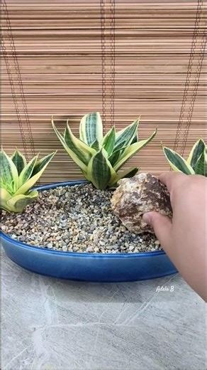 How to Add Stones on Sansevieria Golden Hahnii Mini Garden Table Decor💙 #outdoors #homedecor #ideas