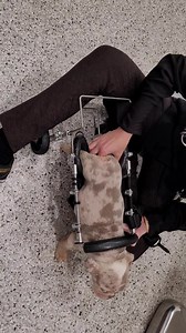 17M views · 5.8K reactions | Comet update, met with Dr. Shayda to try fitting a loaner wheel chair her offices happen to have on Comet, little long - but think he will quickly "grow in" and "grow out" in a short amount of time. For now, just want to get him comfortable with wheels to get around. | Southern California Bulldog Rescue | Facebook