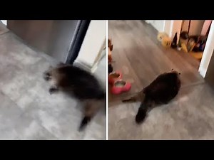 Cat Gets Scared Of Alarm