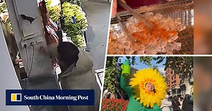 Quirky China: man in shop kills rat with bare hands, spicy grilled ice cubes, Shanghai sunflower performance artist splits opinion