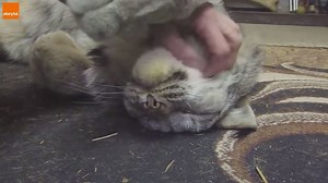 18M views · 46 reactions | Even big cats can be cuddly. | storyful | Facebook
