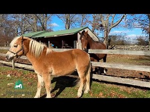 Watch This Mare Squeal And Turn Her Hind End To A Gelding | Natural Horse Behavior