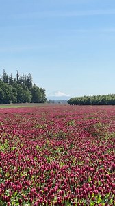 Learn why we plant crimson clover on our farm from 3rd generation family member, Jon Iverson! #crimsonclover #covercrop #woodenshoetulipfarm | Wooden Shoe Tulip Farm