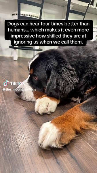 Why Do Dogs Ignore Us? Understanding Dog Behavior