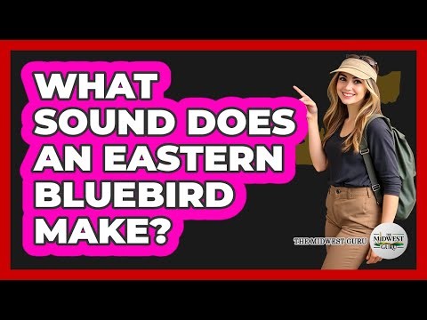 What Sound Does An Eastern Bluebird Make?