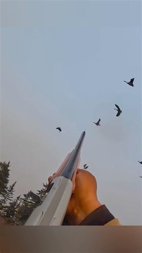 Охота на гуся точный выстрел и чистая добыча#hunting#hunter#nature#youtubeshorts #video#shorts#viral