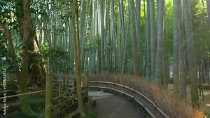 Bamboo forest in Kyoto, Japan, walking along a path in a bamboo grove, tourism in Japan, tranquil bamboo forest landscape