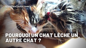 Pourquoi ce chat lèche l'autre chat ? 7 raisons