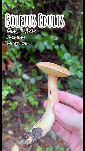 Boletus Edulis / Top Edible Mushroom #explore #forest #hike #forage #mushroom