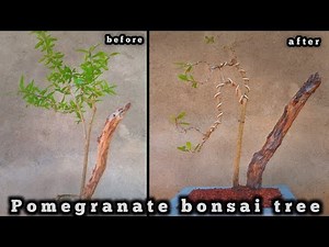 Pomegranate Bonsai Pruning & Wiring: Shaping Your Miniature Masterpiece! | bonsai story 47 #bonsai