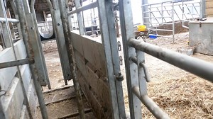 2K views · 6 comments | Need a safer cattle handling system? Check out this UNRESERVED complete forcing gate system - Currently being sold on our September Online Timed Auction - Full details at: https://stagsuk.nextlot.com/public/ | Stags Auctions | Facebook