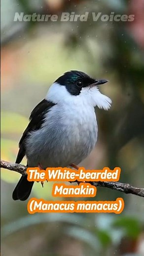The White bearded Manakin | Manacus manacus #birds #birdsong #birdsounds
