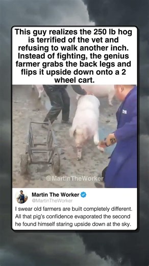 GENIUS FARMER OUTSMARTS TERRIFIED PIG