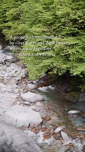 The Ojiragawa Gorge, carved by a clear stream. Also selected as one of Japan's Top 100 Famous Waters. A gorge path surrounded by clear water and deep forests, where nature remains untouched and vibrant. Waterfalls tracing the rock face, greenery reflected on the surface—a crystalline, mystical moment. Escape to a gorge where time stands still, enveloped in silence and the flow of pure waters. Why not come see this natural beauty? #PureWatersFromYamanashi #YamanashiLandofPureWaters #OjiragawaGorg