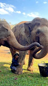The Beauty of a Mother’s Song Many animals respond to music that comes from the heart – including elephants. Thong Ae and Faa love it when Lek sings to them. They listen intently, and to show just how much they’re enjoying it, they join in with their own trumpets, percussion, and rumbles.💕🎶🐘 เพราะบทเพลงของแม่ไพเราะเสมอ ใครๆ ก็มีเพลงโปรดในหัวใจ ช้างก็เหมือนกัน เวลาโปรด ของน้องทองเอและน้องฟ้าใหม่คือเวลาที่แม่ของพวกเค้ามาร้องเพลงกล่อมให้ฟัง เพื่อตั้งใจฟังเพลงของแม่พวกเค้า ชอบไม่ชอบแค่ไหน ฟังได้เ