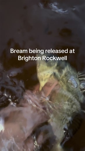 Very sick bream #fishtok #melbourne #fyp