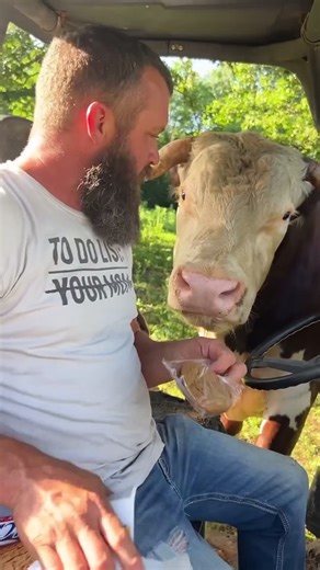 Rufus The Bull on Instagram: "Rufus is feeling better #rufusthebull"