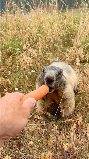 Adorable Alpine Marmot Eats a Carrot from My Hand 🥕🐿️ | Cutest Wildlife Encounter in Switzerland