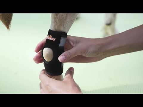 Neoally dog brace with metal inserts for rear leg and hock support (pair)