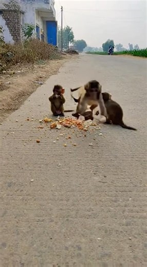 Baby Monkeys Attacked on Road 😢 (Real Footage)”Shocking Moment: Small Monkeys Cry forHelpHeartbreak