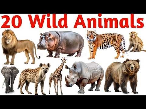 20 Wild Animal And Their Sounds 🐱🐮🐑 | Cat, Cow, Elephant, Lion, Dog, & Sheep Sounds for Kids