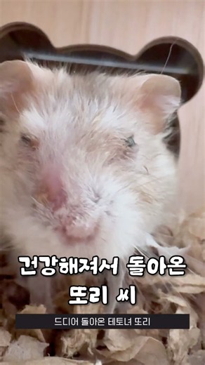 햄스터 종양 극복기