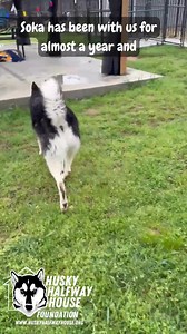 17K views · 884 reactions | Meet Sokka, the High‑Voltage Husky Hype...