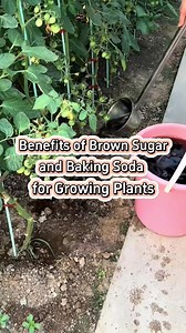 24K views · 488 reactions | planting #farming #farmer #plant #garden #agriculture #gardening #gardeningtips #farmlife #gardening101 #farming #planttok | Farmer Dean | Facebook