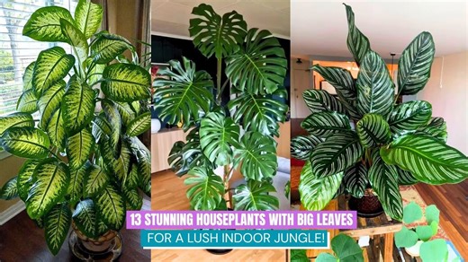 How to create a lush indoor jungle with big leaf houseplants