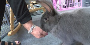 Lola & Friends Bunny Rescue needs adoptions to get hopping