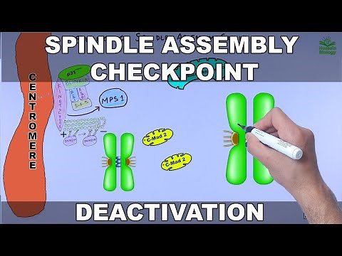 Silencing of Spindle Assembly Checkpoint