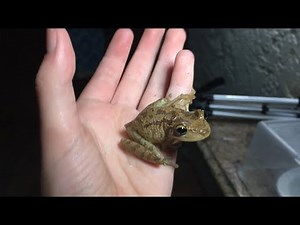 HUGE Invasive Cuban Tree Frog In SW Florida