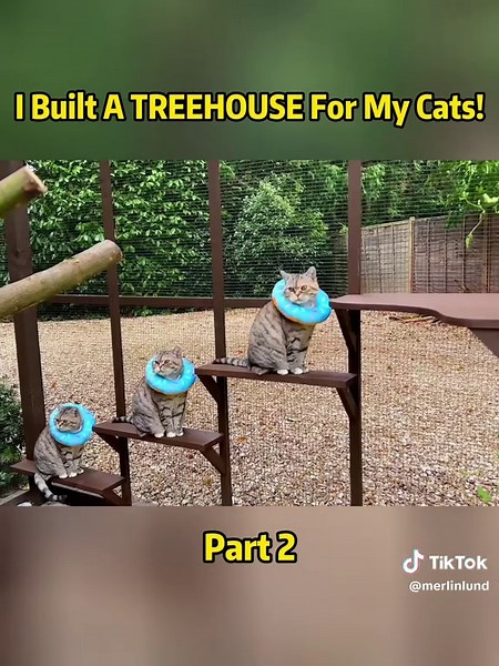Part 2 #us #fyp #cat #viral | cat