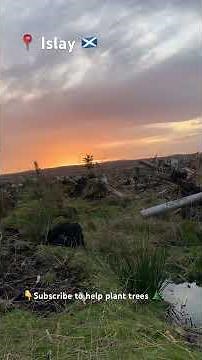 Winter sunrise forestry worker tree planting Sitka spruce working ASMR Scottish woodlands Islay