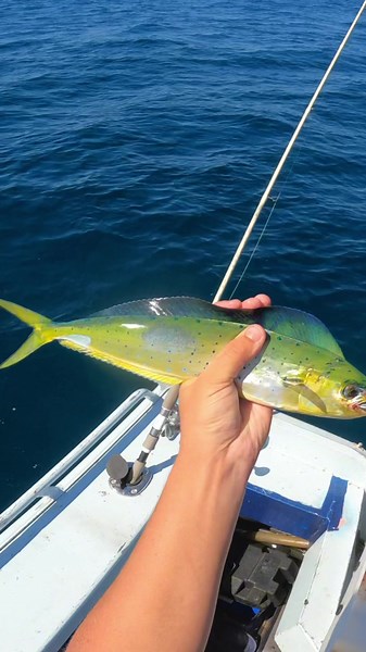 Record-Breaking Mahi-Mahi Fishing in Australia: Incredible Footage!