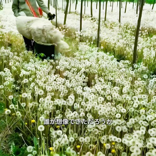 タンポポの種が農家の宝になる理由