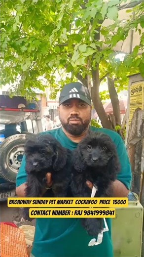 Chennai friday pet market dogs cockapoo contact Raj 9841999841#petlover#petslovers#viral #youtube
